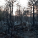 To so apokaliptični prizori s požganega in opustošenega Krasa (FOTO + VIDEO)