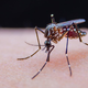 Zakaj repelenti proti komarjem ne delujejo?
