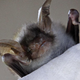Pa ne že spet! Znanstveniki v netopirjih našlo novi koronavirus, odporen na cepiva