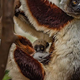 Izumirajoča vrsta: v Evropi se je skotil prvi plešoči lemur (FOTO)