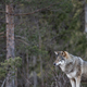 V tem slovenskem kraju kmalu več volkov kot otrok! Ponoči se smukajo le 150 metrov od vrtca