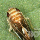 Zatiranje ameriškega škržatka obvezno, a varujte čebele (FOTO)