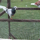 Z akrobatskimi golobi na tekmovanje