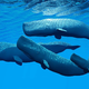 Neverjetno: pri Korčuli opazili skupino petih kitov glavačev (VIDEO)