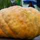 Natehtali 842 kilogramov težko bučo, pokazana je bila tudi ogromna lubenica