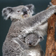 Koala Claude poglodal za 3000 evrov sadik: tako sit, da se niti premakniti ni mogel