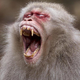 Na Škotskem mrzlično iščejo opico, ki je pobegnila iz parka (VIDEO)