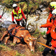 V navalu turistov reševali tudi bika Srečka