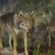 Volkovi na območju Černobila razvijajo odpornost proti raku