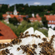 Mesta so lahko raj za čebele, a tudi pri čebelarjenju je treba biti zmeren