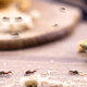 Uporabni nasveti, kako se znebiti nadležnih mravelj