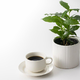 Kava kot okrasna rastlina