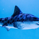 V Jadranskem morju posneli ogromnega morskega psa, dolg je okoli osem metrov