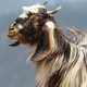 Kloniranje se nadaljuje: po ovci so zdaj še tibetanski kozi