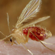 V Sloveniji zaznali trikrat več primerov nalezljive bolezni, ki jo prenaša peščena muha