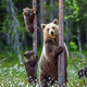 Prebujajo se največje slovenske zveri: veste, kako ravnati, če se srečate z medvedom