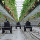 Kmetijski robot leta 2024 je Tortuga AgTech za obiranje jagod in namiznega grozdja