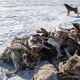 Mongolijo je prizadela najhladnejša zima v zadnjih 50 letih, poginilo je na milijone živali