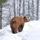 Groza sredi zasnežene idile: medved je zagrabil smučarja