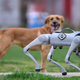 Blizu nas boste lahko na sprehodu srečali tudi robotskega psa (FOTO)