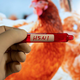 Panika zaradi virusa H5N1: v ZDA zabeležili že drugi prenos z živali na človeka