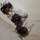 Avstralske mravlje se znajo delati mrtve (FOTO)