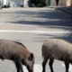 Divje svinje v Podutiku: miren nočni sprehod čez cesto, posnetek razburkal splet (VIDEO)