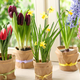 Za cvetočo pomlad polepšajte dom z rastlinami
