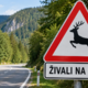 Srne in jelen nenadoma na cesto: na Goriškem v nekaj urah dva trka z divjadjo