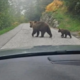 Medvedi znova v Robidnici! Tokrat opazili tudi mladiča, potrebna je posebna previdnost (FOTO)