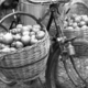 V času intenzifikacije kmetijstva opomnik na ohranjanje sadjarskih tradicij: sadno drevo je povezovalec družinskih zgodb (FOTO)