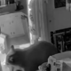 Medved vdrl v kočo in pet ur praznil hladilnika: posebej sta mu teknila čokolada in sirup (VIDEO)