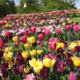 Pomlad v Arboretumu Volčji Potok: dva milijona tulipanov in barvita razstava cvetja (FOTO)