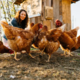Ali se splača imeti doma kokoši za jajca? Evo konkreten izračun