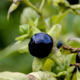 Nabiralništvo ni igra: to so tri rastline, ki lahko usodno zmedejo tudi izkušene