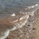 Družina na Pagu rešila morskega psa, ki je obtičal v plitvini (FOTO in VIDEO)