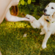Veterinar pravi, da morate mačke in pse med vročinskim valom namazati s kremo za sončenje. Boste poskusili?