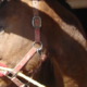 Kobila brcnila veterinarja v prsi, umrl je na kraju