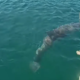 Poglejte, kakšno veselje so doživeli ti kopalci, delfin je sam priplaval do njih (VIDEO)