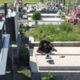 Grozljiv prizor na pokopališču: petmesečno psičko pustili na soncu, priklenjeno na grob (FOTO)