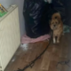 Grozljivo! Psa naj bi zadrževal privezanega, nato pa ga vrgel čez balkonsko ograjo: »Koliko še, da bo nekdo ukrepal?« (FOTO)