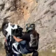 Poglejte, kaj je počel na cesti pri Primoštenu: eni navdušeni, drugi besni (VIDEO)