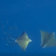 OGROŽENA VRSTA SKATA PRED MIRAMARJEM OSUPNILA RAZISKOVALCE: Gojitelji školjk zaskrbljeni (VIDEO)