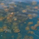 Slovensko morje in hrvaško Istro preplavile nenavadne meduze zanimivega videza (VIDEO)