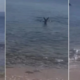 Tega gotovo ne bodo pozabili! Nepričakovana gostja na plaži presenetila turiste (VIDEO)
