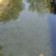 Iz Ljubljanice štrli kup vozičkov in znakov, pristojni pa: »Pripravljamo program«