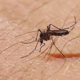 Nevaren virus, ki ga prenašajo komarji, se širi po Evropi: največ okužb v sosednji Italiji