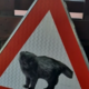 Znaka Pozor, mačka ne sme postaviti! »Držijo se je kot pijanec plota, nič kaj niso človeški v Ljubljani«