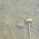 Neverjetno, kaj je Marinka opazila v Ljubljanici! »To je nedopustno« (FOTO)