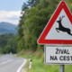 Srni povzročili težave voznikom: ena po trku zbežala, druga poginila na kraju
